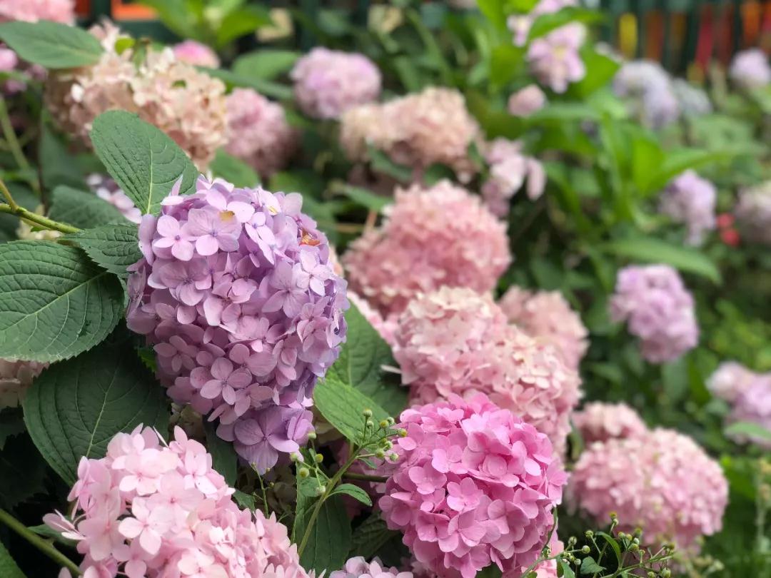 向往美好的生活,来一场狂欢的夏日盛宴~